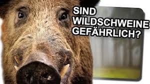 Sind Wildschweine Gefahrlich Youtube
