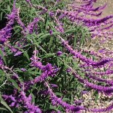 Check spelling or type a new query. Salvia Leucantha Midnight At San Marcos Growers