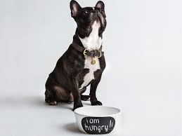 They have a very stable, gentle, disposition which makes them excellent family pets; 12 Best Dog Bowls The Independent The Independent