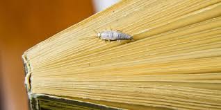 7 Effektive Hausmittel Gegen Silberfische Silberfische Hausmittel Hausreinigungs Tipps