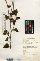 Image result for Crassocephalum vitellinum