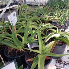 Image result for Aloe wollastonii