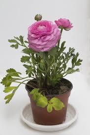 Growing Peonies In Containers How To Care For Peony In Pots Growing Peonies Planting Peonies Peonies Garden