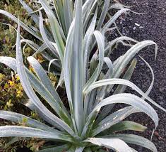 Image result for Beschorneria yuccoides