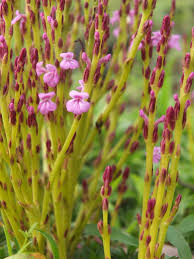 Image result for Striga gesnerioides