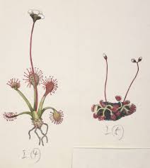 Image result for Droseraceae