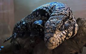 Black And White Tegu Lizard For Sale Black And White Argentine Tegu Reptiles Pet Tegu Cute Wild Animals