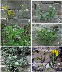 Image result for Rhynchosia tricuspidata