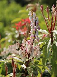 Produces greenish berries in summer. Schattenglockchen Mountain Fire Pieris Japonica Mountain Fire Baumschule Horstmann