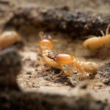 We pride ourselves in providing the best products and services in the industry, with termite treatments guaranteed to last 10 years, 8 years longer than our treatments are family and pet safe while quickly exterminating those unwanted pests. Termite Solutions Hendersonville Tn Mccloud S Pest Lawn