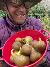 What variety of tree is this near Philadelphia?