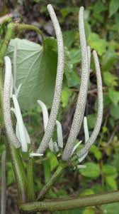Image result for Piper umbellatum