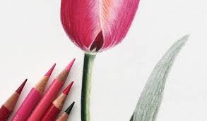 Jennifer Morrison Art Is Creating Botanical Colored Pencil Drawing Tutorials Patreon Color Pencil Art Flower Drawing Tutorials Colored Pencil Artwork