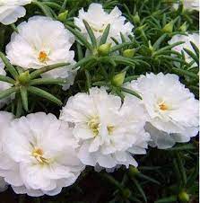 Looking for a good deal on moss rose? White Sun Plant Seeds Siskin Heronsbill Seeds Flowers Seeds 220 Seeds Portulaca Flowers Portulaca Grandiflora Plants