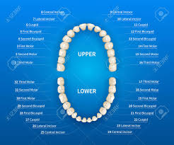 adult human mouth with tooth numbering chart on blue background