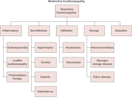 Image result for Restrictive Cardiomyopathy