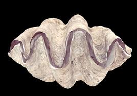 Image result for Tridactyle virginea