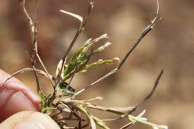 Image result for Paspalidium