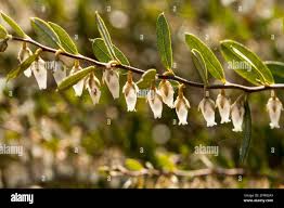 Image result for Chamaeclitandra