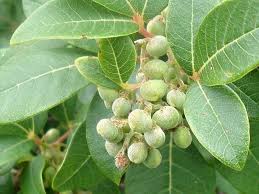 Image result for Searsia tomentosa