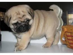 Pug Dogs Sale Ireland 2021 Pug Puppies Buy Buy Pug Breeders Pug Dogs Breed Pug Dogs For Adoption