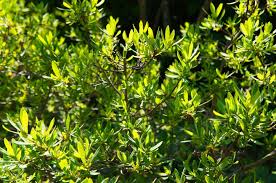 Edge Of The Woods Native Plant Nursery Llc Specializing In Plants Native To Mid Atlanti Deer Resistant Shrubs Shrubs For Privacy Fast Growing Privacy Shrubs