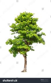 Image result for Pterocarpus indicus