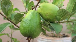 Maybe you would like to learn more about one of these? Growing Guava In A Container Terrace Garden Youtube