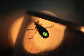 How Weather Made 2025 an 'Exceptional' Year for Fireflies - The New York  Times