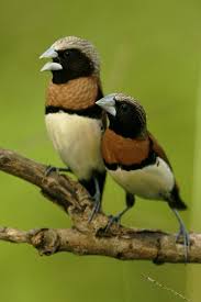 Chestnut Breasted Mannikins Wild Birds Colorful Birds Nature Birds