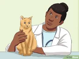 Maybe you would like to learn more about one of these? How To Stop A Male Cat From Spraying 11 Steps With Pictures