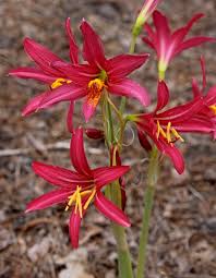 Image result for Polystachya bifida