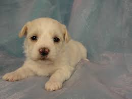Check spelling or type a new query. Minnesota Teddy Bear Minnesota Shichon Minnesota Shih Tzu Bichon Puppies