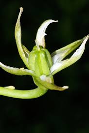 Image result for Behniaceae