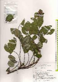 Image result for Phyllanthus hutchinsonianus