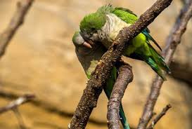 They're not particularly recognized for their talking ability, but some can learn to speak a few words in a much quieter volume than many larger parrots. How To Tell If Your Quaker Parrot Is Happy All About Parrots