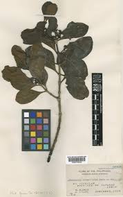 Image result for Pyrostria