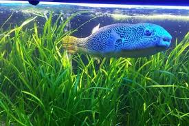 Image result for Vallisneria