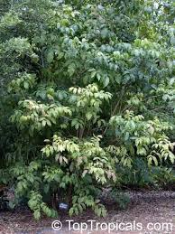 Image result for Markhamia lutea