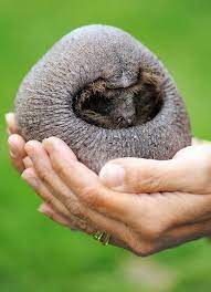 These 15 Animals Without Hair Are Barely Recognizable Hairless Animals Animals Hairless