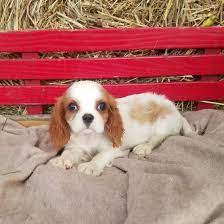 If you are unable to find your companion in our dogs for adoption sections, please consider looking thru the directory of rescue organizations, to see if they have any current dogs for adoption listings. Missy Cavalier King Charles Spaniel Puppy For Sale In Bea King Charles Cavalier Spaniel Puppy Spaniel Puppies For Sale Cavalier King Charles Spaniel Tricolor