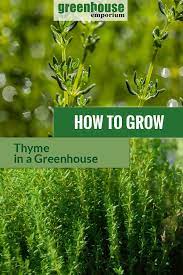 Greenhouse Gardening How To Grow Thyme Greenhouse Gardening Growing Thyme Organic Gardening Tips