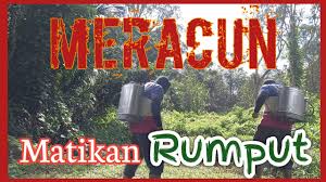 Rumput atau gulma di area persawahan ataupun di halaman rumah sedikit mengganggu tanaman sehingga perlu dibersihkan, cara yang paling mudah dengan menyemprotkan herbisida organik alami. Awas Racun Mari Meracun Rumput Cara Meracun Guna Pam Racun Lama Cubaan Meracun Rumput Youtube