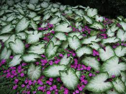 We did not find results for: De Eyeing Caladiums