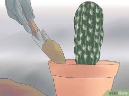 There are two camps on how to go about doing this. 3 Ways To Repot A Cactus Wikihow