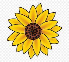 Sunflower Blossom Petals Free Vector Graphic On Pixabay Easy Cute Sunflower Drawing Png Free Transparent Png Images Pngaaa Com Find the perfect sunflower drawing stock photos and editorial news pictures from getty images.