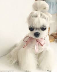Puppy With The Good Hair Meet The Pup With Better Hair Than You Dog Grooming Styles Dog Haircuts Maltese Dogs