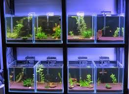 Dan mengerjakan pembuatan berbagai model aquarium. 17 Fish Store Ideas Fishing Room Fish Tank Aquascape