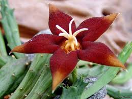 Image result for Piaranthus atrosanguineus