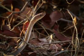 Waspada musim kawin ular, begini cara cegah agar tak masuk rumah. 10 Cara Ampuh Mencegah Ular Masuk Ke Rumah